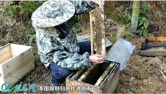 养蜂蜜蜂养殖技术培训图3