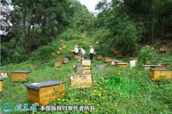 养蜂蜜蜂养殖技术培训图4