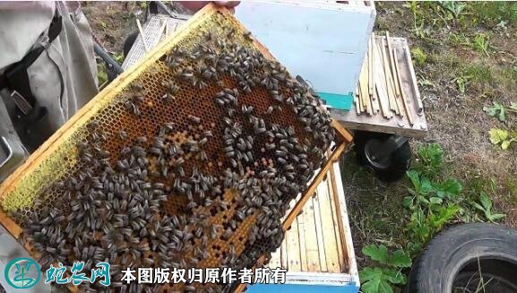 养蜂蜜蜂养殖技术培训图5