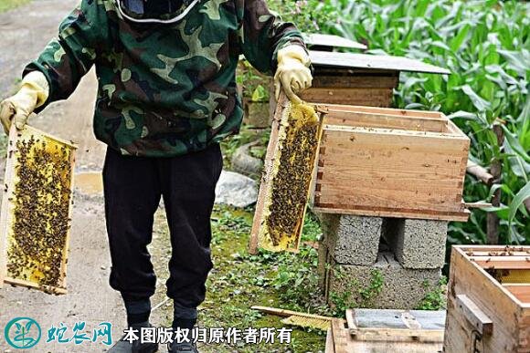 养蜂蜜蜂养殖技术培训图7