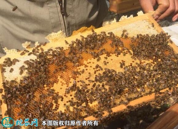养蜂蜜蜂养殖技术培训图8