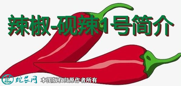 辣椒新品种：砚辣1号简介