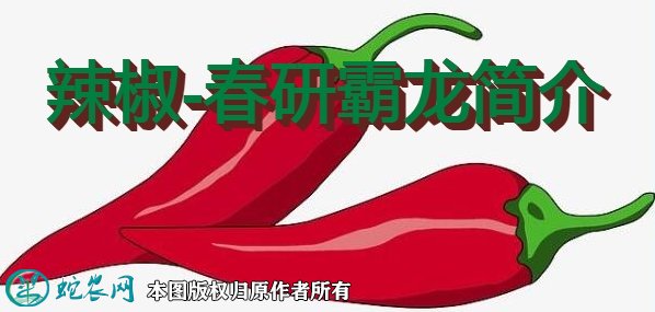 辣椒新品种：春研霸龙简介