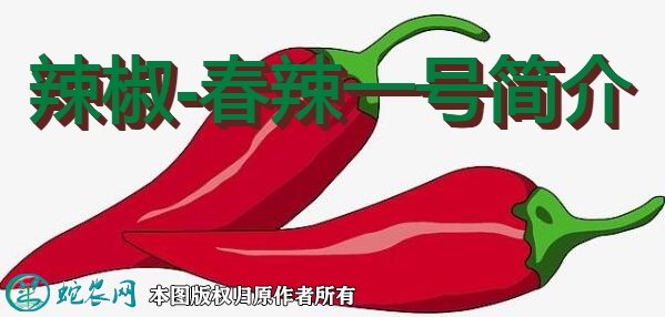 辣椒新品种：春辣一号简介