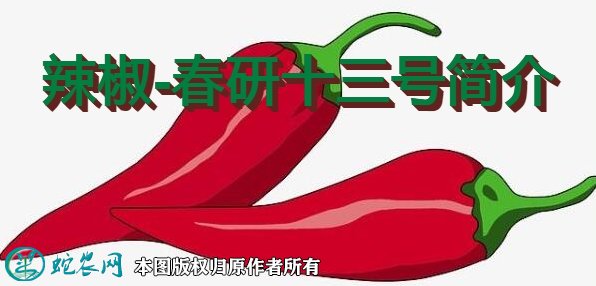 辣椒新品种：春研十三号简介