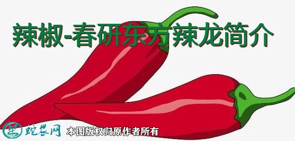 辣椒新品种：春研东方辣龙简介