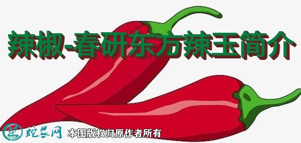 辣椒新品种:春研东方辣玉简介