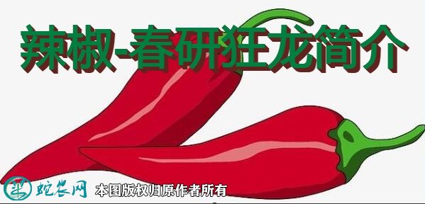 辣椒新品种：春研狂龙简介