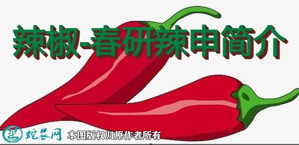辣椒新品种:春研辣申简介