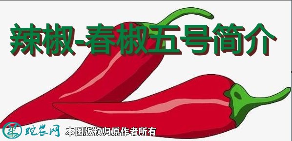 辣椒新品种：春椒五号简介