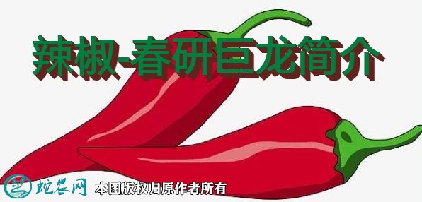辣椒新品种：春研巨龙简介