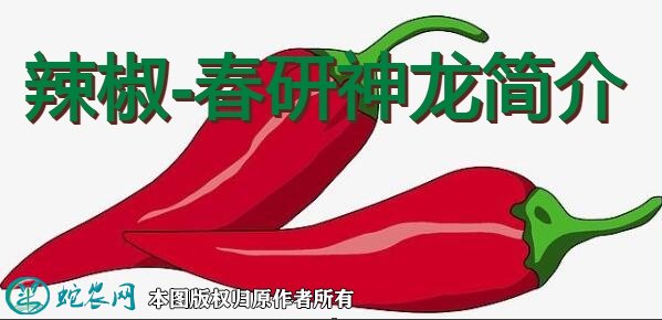 辣椒新品种：春研神龙简介