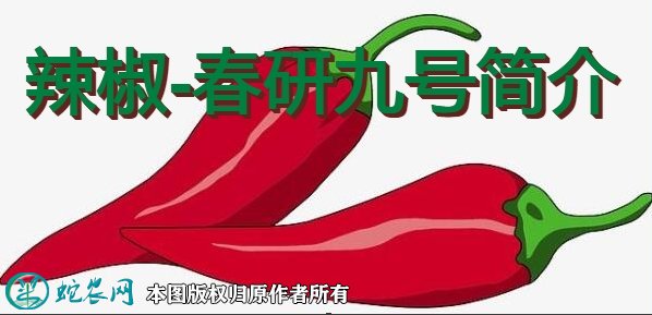 辣椒新品种:春研九号简介