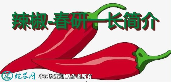 辣椒新品种：春研一长简介