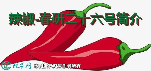 辣椒新品种:春研二十六号简介