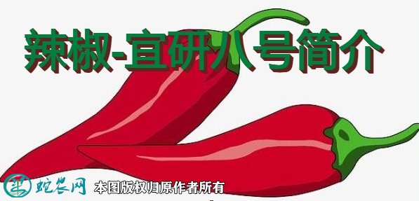 辣椒新品种:宜研八号简介