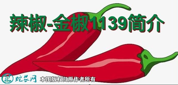 辣椒新品种：金椒1139简介