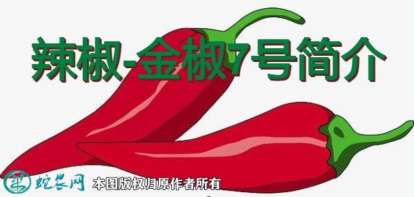 辣椒新品种：金椒7号简介