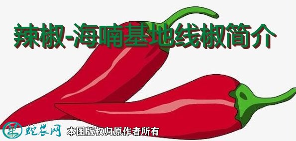 辣椒新品种:海喃基地线椒简介