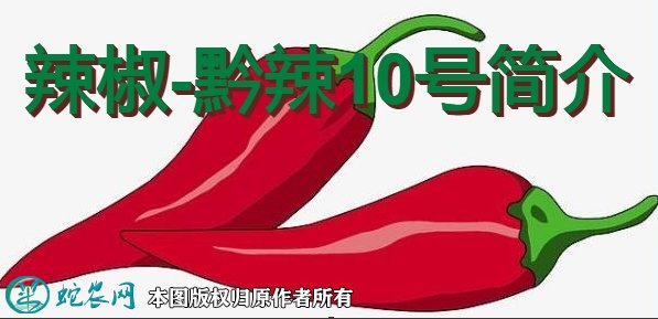 辣椒新品种：黔辣10号简介
