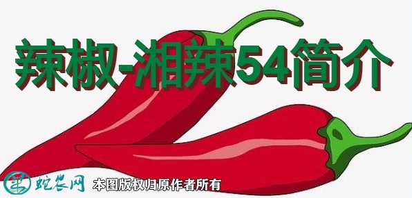 辣椒新品种：湘辣54简介