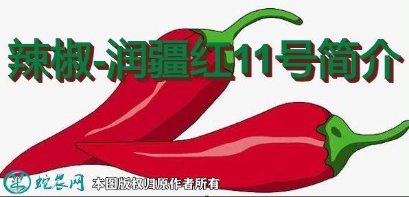 辣椒新品种:润疆红11号简介