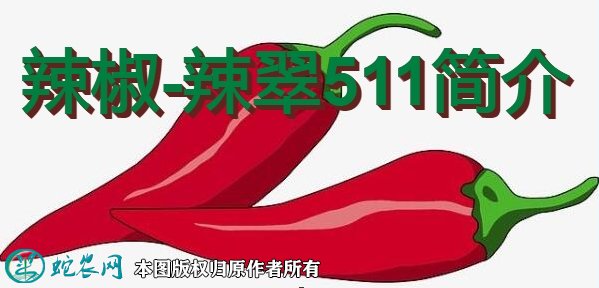 辣椒新品种:辣翠511简介