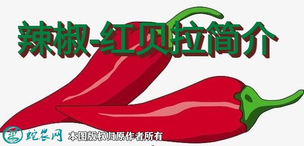 辣椒新品种:红贝拉简介