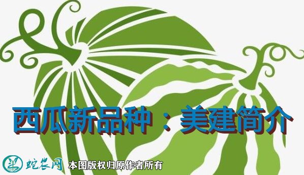 西瓜新品种:美建简介