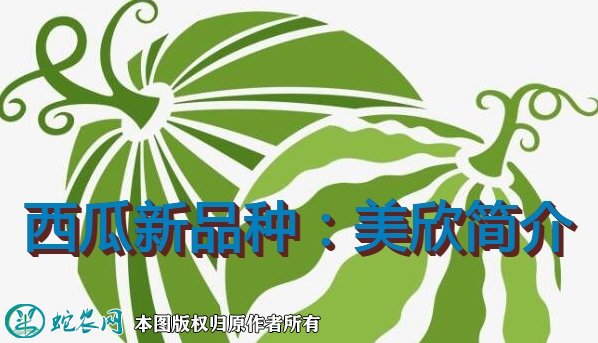 西瓜新品种:美欣简介