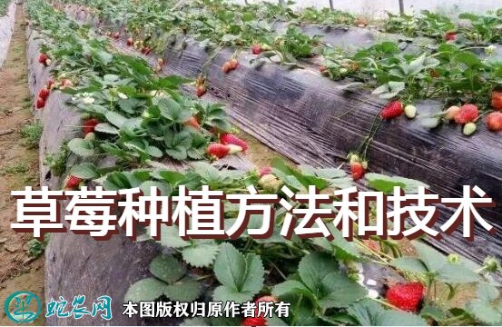 草莓的种植方法和技术图1