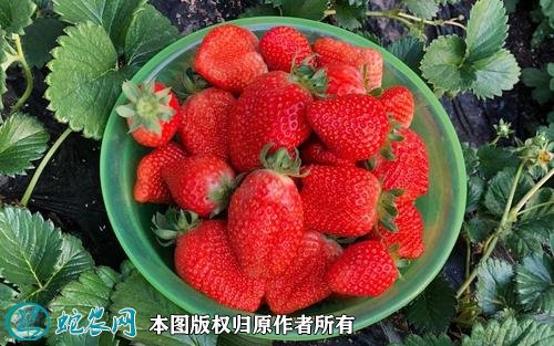 草莓的种植方法和技术图3