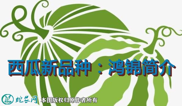西瓜新品种:鸿锦简介