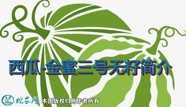 西瓜新品种：金蜜三号无籽简介