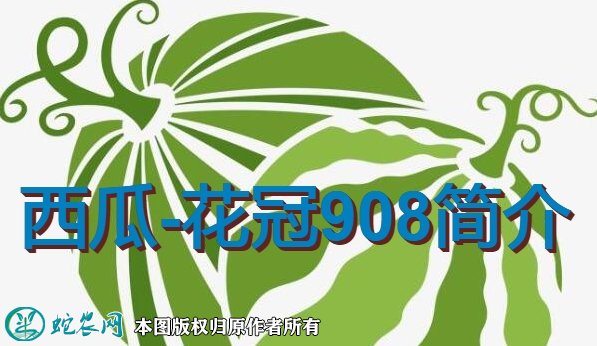 西瓜新品种：花冠908简介