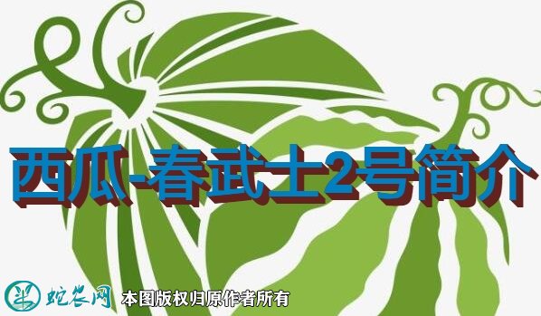 西瓜新品种:春武士2号简介