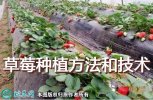 草莓的种植方法和技术？