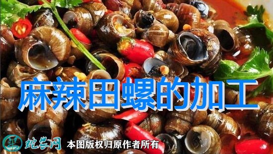 麻辣田螺的加工