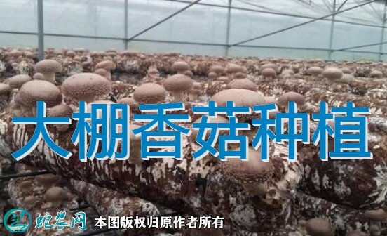 大棚香菇种植图1