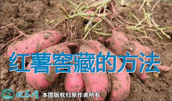 红薯窖藏