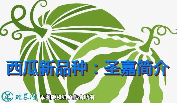 西瓜新品种：圣嘉简介