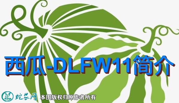西瓜新品种：DLFW11简介