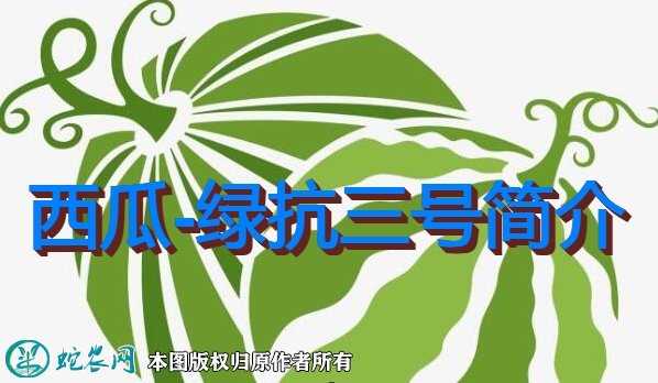 西瓜新品种：绿抗三号简介