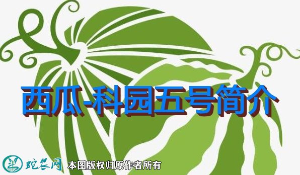 西瓜新品种：科园五号简介