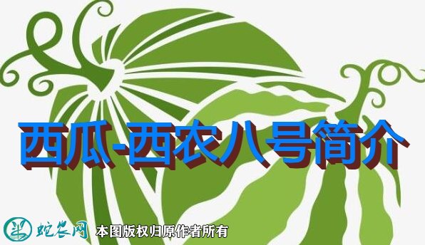 西瓜新品种:西农八号简介