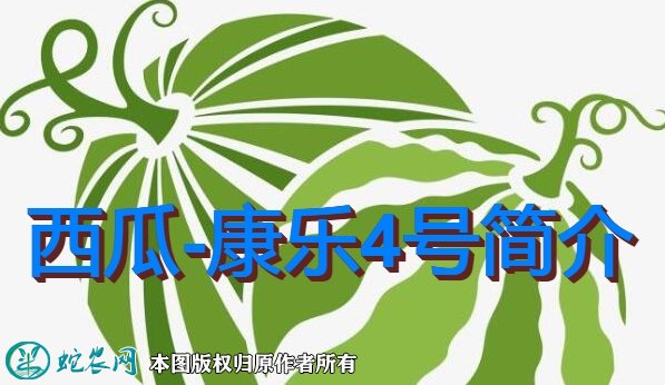 西瓜新品种：康乐4号简介