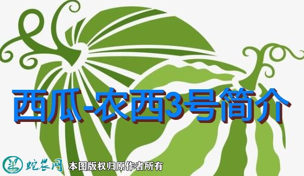 西瓜新品种：农西3号简介