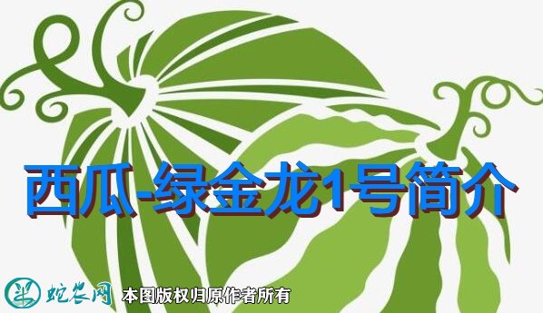 西瓜新品种:绿金龙1号简介