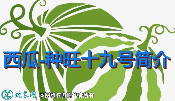 西瓜新品种：种旺十九号简介