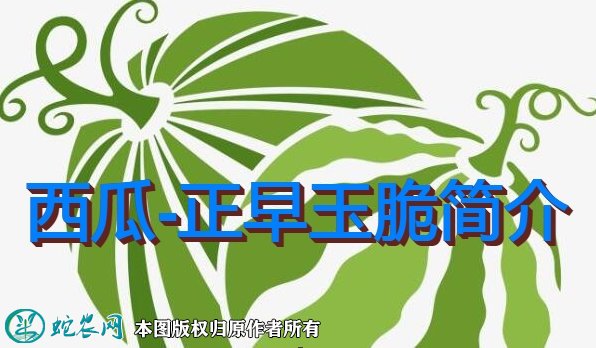 西瓜新品种：正早玉脆简介